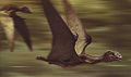 Anurognathus2.jpg