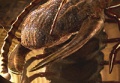 Arthropleura.jpg