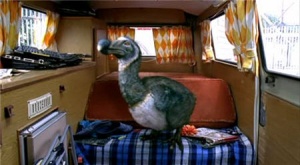 Dodo.jpg