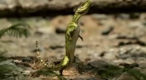 Euparkeria.jpg