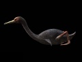 Hesperornis.jpg