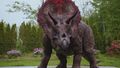 Triceratops NW1x9-1.jpg