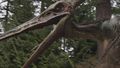 Pteranodon NW1x1-1.jpg