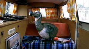 Dodo.jpg