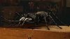 Riesenspinne.jpg